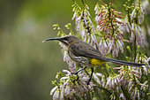 A Cape sugarbird (Promerops cafer) feeding on nectar on a Nine-pin heath or rooiklossieheide (Erica mammosa). Betty's (Bettys) Bay. Whale Coast. Overberg. Western Cape. South Africa.
