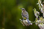 A Cape sugarbird (Promerops cafer) feeding on nectar on a Nine-pin heath or rooiklossieheide (Erica mammosa). Betty's (Bettys) Bay. Whale Coast. Overberg. Western Cape. South Africa.