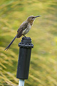 Cape sugarbird (Promerops cafer) perched on an irrigation pipe. Harold Porter national botanical garden, Betty's (Bettys) Bay. Whale Coast. Overberg. Western Cape. South Africa.