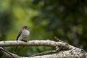 African dusky flycatcher, dusky-brown flycatcher or dusky alseonax (Muscicapa adusta), perched on a branch. Betty's (Bettys) Bay. Whale Coast. Overberg. Western Cape. South Africa.