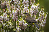A Cape sugarbird (Promerops cafer) feeding on nectar on a Nine-pin heath or rooiklossieheide (Erica mammosa). Betty's (Bettys) Bay. Whale Coast. Overberg. Western Cape. South Africa.