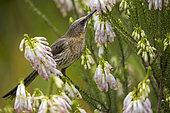 A Cape sugarbird (Promerops cafer) feeding on nectar on a Nine-pin heath or rooiklossieheide (Erica mammosa). Betty's (Bettys) Bay. Whale Coast. Overberg. Western Cape. South Africa.