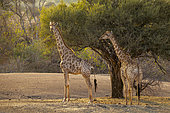 South African giraffe or Cape giraffe (Giraffa giraffa) or (Giraffa camelopardalis giraffa) herd feeding on a shepherd's tree (Boscia albitrunca). Mashatu Game Reserve. Northern Tuli Game Reserve. Botswana.