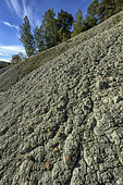 Small pyrite ammonites in Aptian grey marls. The gray marls around Apt were proposed by Alcide d'Orbigny as a reference for the Aptian stage, for their rich paleontological content. Some thirty different species of ammonites have been recorded in the Tuilière sections, and belemnite rostrums are abundant in certain levels, as are gastropods and lamellibranchs (oysters and plicatula). These marls also yield corals, sea urchins, brachiopods and shark teeth. The Aptian is the penultimate stratigraphic stage of the Lower Cretaceous. It extends from ≃ -121.4 to ≃ -113.0 Ma, succeeding the Barremian and preceding the Albian (Secondary or Mesozoic Era). France
