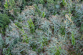 Forest in winter in the Luberon. Buoux region, Vaucluse, France