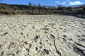 Fossilized footprints of mammals from the Oligocene da period. A former muddy lakeshore, the Saignon fossil footprint slab is an exceptional site containing hundreds of mammal footprints (relatives of the rhinoceros, chevrotain and warthog) and bird prints, animals that populated the Luberon 33 million years ago. Fossilized mammal footprint sites are extremely rare worldwide. The Luberon has several, including the Carlet slab in Saignon. Geoparc du Luberon. France