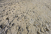 Fossilized footprints of mammals from the Oligocene da period. A former muddy lakeshore, the Saignon fossil footprint slab is an exceptional site containing hundreds of mammal footprints (relatives of the rhinoceros, chevrotain and warthog) and bird prints, animals that populated the Luberon 33 million years ago. Fossilized mammal footprint sites are extremely rare worldwide. The Luberon has several, including the Carlet slab in Saignon. Geoparc du Luberon. France