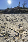 Fossilized footprints of mammals from the Oligocene da period. A former muddy lakeshore, the Saignon fossil footprint slab is an exceptional site containing hundreds of mammal footprints (relatives of the rhinoceros, chevrotain and warthog) and bird prints, animals that populated the Luberon 33 million years ago. Fossilized mammal footprint sites are extremely rare worldwide. The Luberon has several, including the Carlet slab in Saignon. Geoparc du Luberon. France