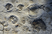 Fossilized mammal footprints from the Oligocene period in the Luberon (Saignon slab). Footprint of Ronzotherium (Rhinoceros) and Entelodon (Warthog). A former muddy lake shore, the Saignon fossil footprint slab is an exceptional site where hundreds of mammal footprints (relatives of the rhinoceros, chevrotain and warthog) and bird prints are preserved, animals that populated the Luberon 33 million years ago. Fossilized mammal footprint sites are extremely rare worldwide. The Luberon has several, including the Carlet slab in Saignon. Geoparc du Luberon. France