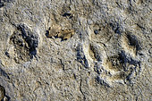 Empreintes fossilisées de mammifères de l'époque Oligocene dans le Luberon (dalle de Saignon). Empreinte à 3 doigts de Ronzotherium (Rhinoceros), et à 2 doigts d'Entélodon (Phacochère). Ancien rivage boueux d'un lac, la dalle à empreintes fossiles de Saignon est un site exceptionnel où sont conservées des centaines de traces de pas de mammifères (des parents du rhinocéros, du chevrotain ou du phacochère) et des empreintes d’oiseaux, animaux qui peuplaient le Luberon il y a 33 millions d’années. Les sites à empreintes de pas fossiles de mammifères sont très rares à l’échelle de la planète. Le Luberon en présente plusieurs, dont la dalle de Carlet à Saignon. Geoparc du Luberon. France