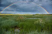 Rainbow over aquatic vegetation in Laguna de Pitillas nature reserve, Navarra, Spain