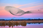 Thousands of Starlings (Sturnus vulgaris) gather in their thousands before sunset. Nature reserve Laguna de las Canas, Navarra, Spain