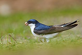 House martin (Delichon urbicum), collecting material to build its nest, Navarra, Spain