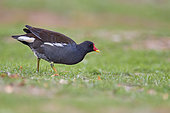 Common moorhen (Gallinula chloropus), Navarra, Spain