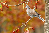Eurasian collared dove (Streptopelia decaocto) on a branch, Navarra, Spain
