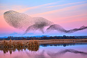 Thousands of Starlings (Sturnus vulgaris) gather in their thousands before sunset. Nature reserve Laguna de las Canas, Navarra, Spain
