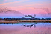Thousands of Starlings (Sturnus vulgaris) gather in their thousands before sunset. Nature reserve Laguna de las Canas, Navarra, Spain