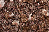Chiropteran colony, various species of chiropterans grouped on the roof of their breeding place are parasitized by some arachnids. La Rioja, Spain