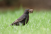 A male blackbird (Turdus merula) with worms, Navarra, Spain