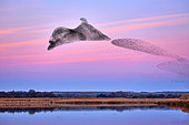 Thousands of Starlings (Sturnus vulgaris) gather in their thousands before sunset. Nature reserve Laguna de las Canas, Navarra, Spain
