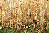 Common quail (Coturnix coturnix) in a mature wheat field, La Rioja, Spain