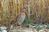 Common quail (Coturnix coturnix) in a mature wheat field, La Rioja, Spain