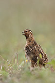 Common quail (Coturnix coturnix) on ground, La Rioja, Spain