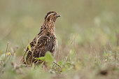 Common quail (Coturnix coturnix) on ground, La Rioja, Spain