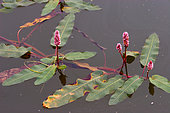 Amphibious bistort (Polygonum amphibium), Laguna de Las Cañas Nature reserve, Navarra, Spain