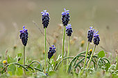 Starch grape hyacinth (Muscari neglectum) flowers, Navarra, Spain