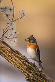 Brambling (Fringilla montifringilla) on a branch, Piemont, Italy