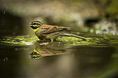 Cirl bunting (Emberiza cirlus) in water, Piemont, Italy
