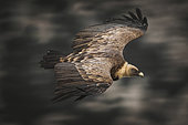 Eurasian griffon vulture (Gyps fulvus) in flight, Verdon, France