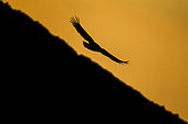 Eurasian griffon vulture (Gyps fulvus) in flight, Verdon, France