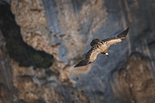 Griffon vulture (Gyps fulvus) in flight, Verdon, France