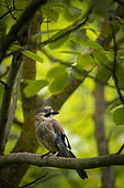 Eurasian jay (Garrulus glandarius) on a branch, Piemont, Italy