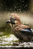 Eurasian jay (Garrulus glandarius) bathing, Piemont, Italy