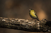 Eurasian siskin (Spinus spinus) on branch, Piemont, Italy