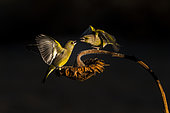 European greenfinches (Chloris chloris) fighting on sunflower in winter, Piemont, Italy