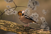 Hawfinch (Coccothraustes coccothraustes) on a branch, Piemont, Italy