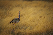 Kori bustard (Ardeotis kori kori) walking in tall grass, Namibia