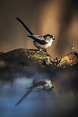Long-tailed tit (Aegithalos caudatus) at the edge of water, Piemont, Italy