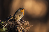 Ruropean robin (Erithacus rubecula) on a stump, Piemont, Italy