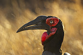 Portrait of Southern ground hornbill (Bucorvus leadbeateri), Kruger National Park, South Africa