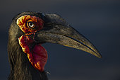 Portrait of Southern ground hornbill (Bucorvus leadbeateri), Kruger National Park, South Africa