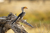 Southern yellow-billed hornbill (Tockus leucomelas) on dead tree, Etosha National Park, Namibia
