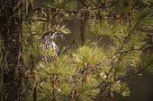 Spotted nutcracker (Nucifraga caryocatactes) in a pine tree, Switzerand