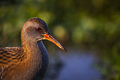 Portrait of Water rail (Rallus aquaticus), Piemont, Italy