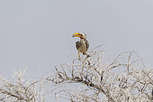 Southern yellow-billed hornbil (Tockus leucomelas) on a tree, Kruger National Park, South Africa