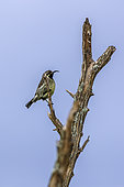 Amethyst Sunbird (Chalcomitra amethystina) female standing on a branch isolated in blue sky in Greater Kruger National park, South Africa